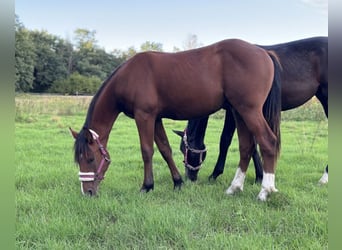 American Quarter Horse Mix, Hengst, 1 Jaar, 155 cm, Bruin