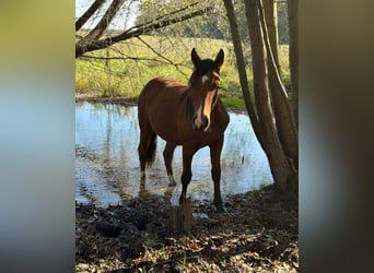 American Quarter Horse Mix, Hengst, 1 Jaar, 155 cm, Bruin