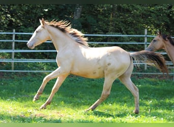 American Quarter Horse Mix, Hengst, 1 Jaar, 155 cm, Champagne