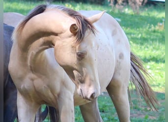 American Quarter Horse Mix, Hengst, 1 Jaar, 155 cm, Champagne