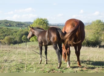 American Quarter Horse, Hengst, 1 Jaar, 155 cm, Donkerbruin