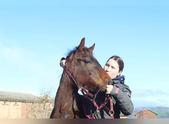 American Quarter Horse, Hengst, 1 Jaar, 155 cm, Donkerbruin