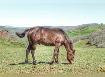 American Quarter Horse, Hengst, 1 Jaar, 155 cm, Donkerbruin