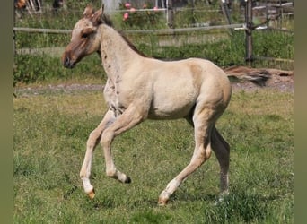 American Quarter Horse, Hengst, 1 Jaar, 155 cm, Falbe