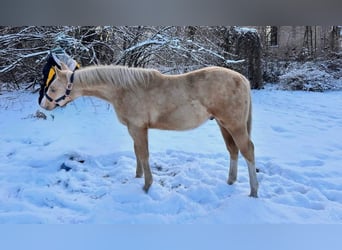 American Quarter Horse, Hengst, 1 Jaar, 155 cm, Palomino