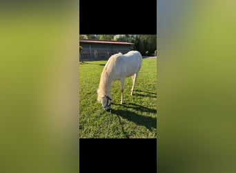 American Quarter Horse, Hengst, 1 Jaar, 155 cm, Perlino