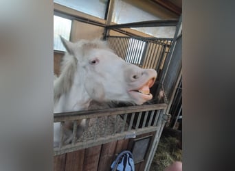 American Quarter Horse, Hengst, 1 Jaar, 155 cm, Perlino