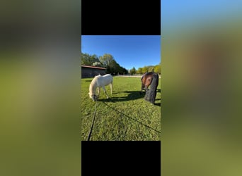 American Quarter Horse, Hengst, 1 Jaar, 155 cm, Perlino