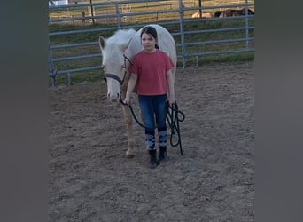 American Quarter Horse, Hengst, 1 Jaar, 155 cm, Perlino