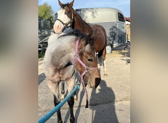 American Quarter Horse, Hengst, 1 Jaar, 155 cm, Roan-Bay