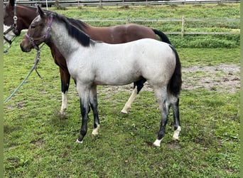 American Quarter Horse, Hengst, 1 Jaar, 155 cm, Roan-Bay