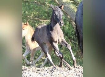 American Quarter Horse, Hengst, 1 Jaar, 155 cm, Roan-Blue