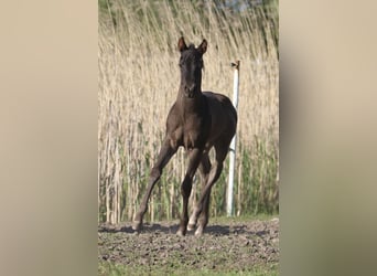 American Quarter Horse, Hengst, 1 Jaar, 155 cm, Roan-Blue