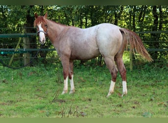 American Quarter Horse, Hengst, 1 Jaar, 155 cm, Roan-Red