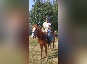 American Quarter Horse Mix, Hengst, 1 Jaar, 155 cm, Vos