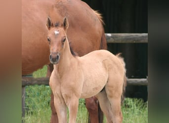 American Quarter Horse, Hengst, 1 Jaar, 156 cm, Falbe