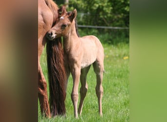 American Quarter Horse, Hengst, 1 Jaar, 156 cm, Falbe