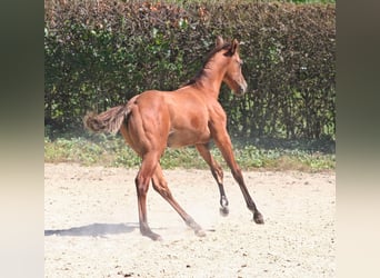 American Quarter Horse, Hengst, 1 Jaar, 156 cm, Falbe