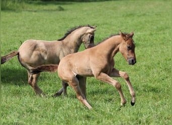 American Quarter Horse, Hengst, 1 Jaar, 156 cm, Falbe