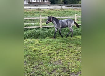 American Quarter Horse, Hengst, 1 Jaar, 156 cm, Roan-Blue