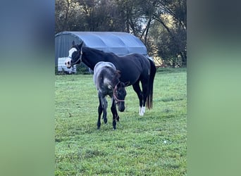 American Quarter Horse, Hengst, 1 Jaar, 156 cm, Roan-Blue