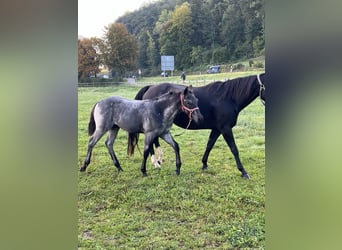 American Quarter Horse, Hengst, 1 Jaar, 156 cm, Roan-Blue