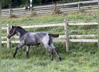 American Quarter Horse, Hengst, 1 Jaar, 156 cm, Roan-Blue