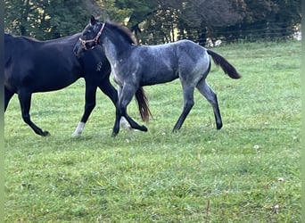 American Quarter Horse, Hengst, 1 Jaar, 156 cm, Roan-Blue