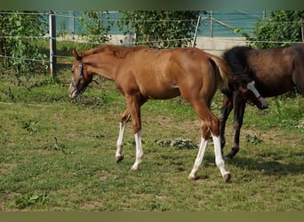 American Quarter Horse, Hengst, 1 Jaar, 156 cm, Vos