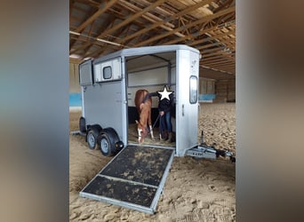 American Quarter Horse, Hengst, 1 Jaar, 156 cm, Vos