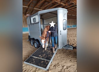 American Quarter Horse, Hengst, 1 Jaar, 156 cm, Vos