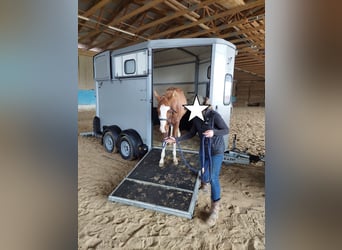 American Quarter Horse, Hengst, 1 Jaar, 156 cm, Vos