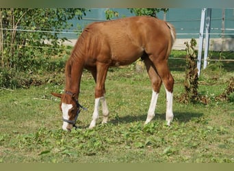 American Quarter Horse, Hengst, 1 Jaar, 156 cm, Vos