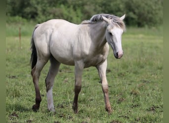 American Quarter Horse, Hengst, 1 Jaar, 160 cm, Palomino