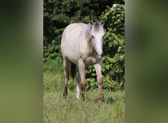 American Quarter Horse, Hengst, 1 Jaar, 160 cm, Palomino