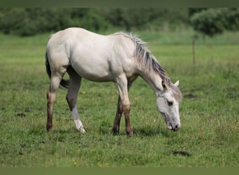 American Quarter Horse, Hengst, 1 Jaar, 160 cm, Palomino