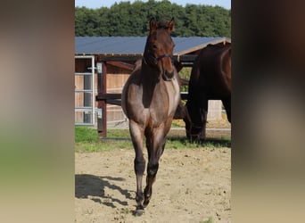 American Quarter Horse, Hengst, 1 Jaar, 160 cm, Roan-Bay
