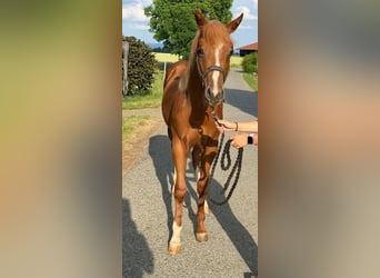American Quarter Horse, Hengst, 1 Jaar, 160 cm, Vos