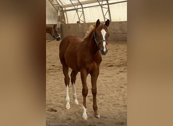 American Quarter Horse, Hengst, 1 Jaar, 160 cm, Vos
