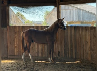American Quarter Horse, Hengst, 1 Jaar, 160 cm, Vos