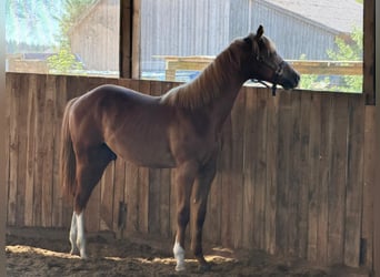 American Quarter Horse, Hengst, 1 Jaar, 160 cm, Vos