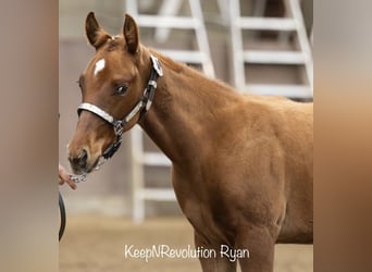 American Quarter Horse, Hengst, 1 Jaar, 160 cm, Vos