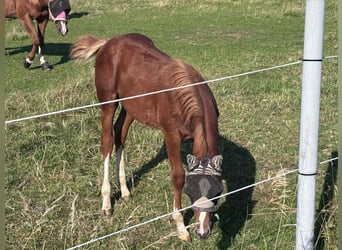 American Quarter Horse, Hengst, 1 Jaar, 160 cm, Vos