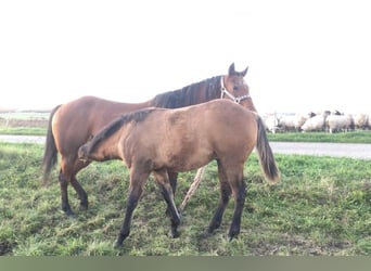 American Quarter Horse, Hengst, 1 Jaar, Brown Falb schimmel