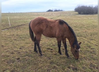 American Quarter Horse, Hengst, 1 Jaar, Brown Falb schimmel