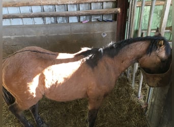 American Quarter Horse, Hengst, 1 Jaar, Brown Falb schimmel