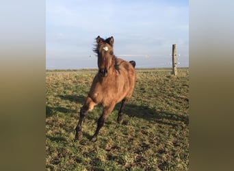 American Quarter Horse, Hengst, 1 Jaar, Brown Falb schimmel