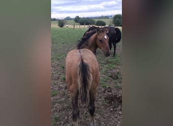 American Quarter Horse, Hengst, 1 Jaar, Brown Falb schimmel