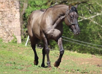 American Quarter Horse, Hengst, 1 Jaar, Brown Falb schimmel