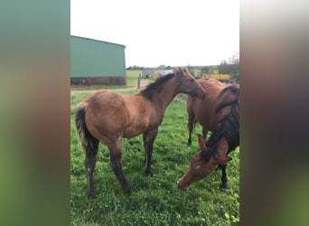 American Quarter Horse, Hengst, 1 Jaar, Brown Falb schimmel